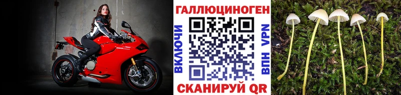 Галлюциногенные грибы Psilocybine cubensis  Купить где  Махачкала 